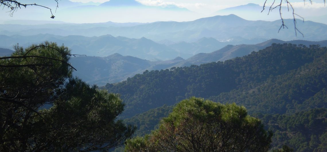 Wälder in den Montes de Málaga