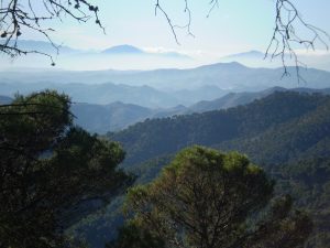 Wälder in den Montes de Málaga