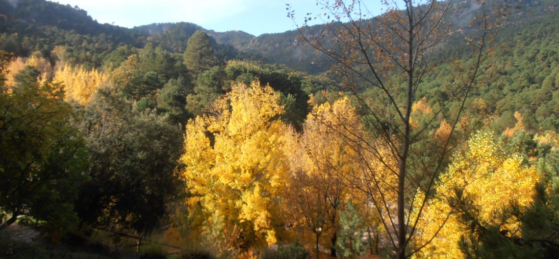 Laubwald im El Juanar