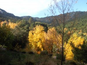 Laubwald im El Juanar
