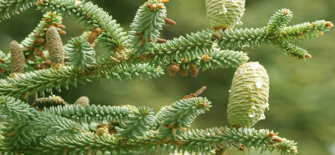 Der Pinsapo