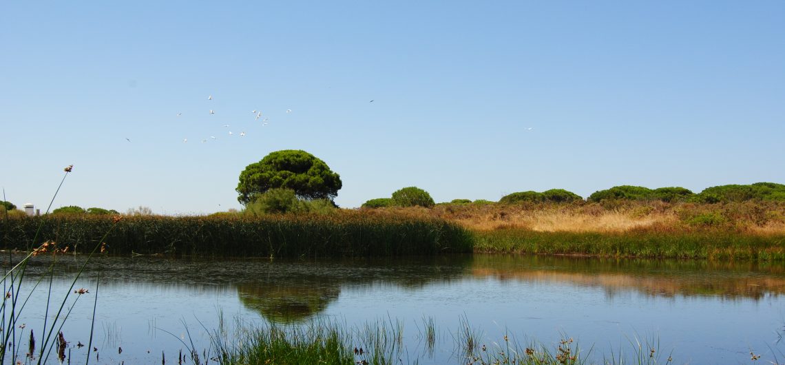 Lagune im Doñana Nationalpark