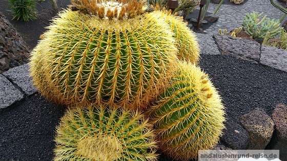 cactus_andalusien.jpg